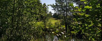 Unspielbares Gelände (Buschwerk und ein Teich) vor dem Grün der Golfbahn 11 auf der Golfanlage Allgäuer Golf- und Landclub e.V. Ottobeuren