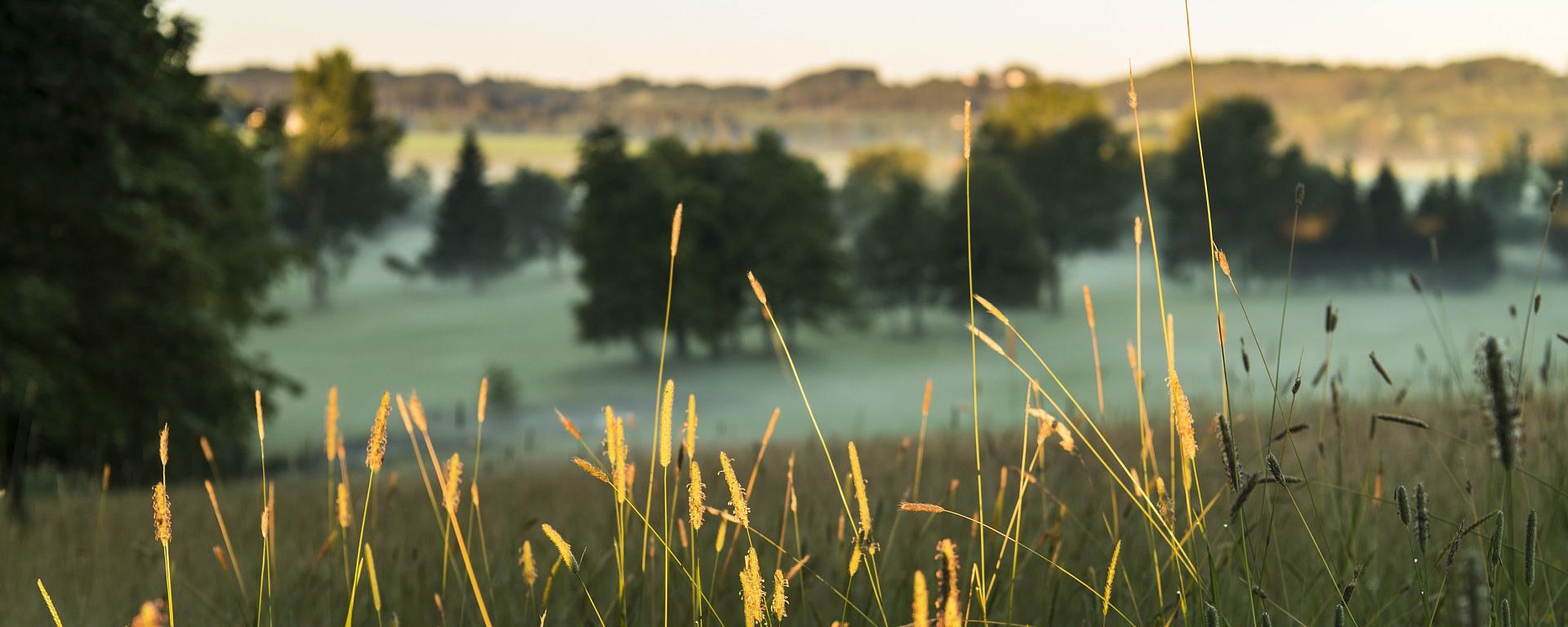 Im Vordergrund sind von der untergehenden Sonne beleuchtete Gräser auf dem Golfplatz des Allgäuer Golf- und Landclub e.V. zu sehen – den Hintergrund bilden das Green und die Bäume in eienr Senke auf dem Golfplatz (Credit: Stefan von Stengel)