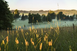 Im Vordergrund sind von der untergehenden Sonne beleuchtete Gräser auf dem Golfplatz des Allgäuer Golf- und Landclub e.V. zu sehen – den Hintergrund bilden das Green und die Bäume in eienr Senke auf dem Golfplatz (Credit: Stefan von Stengel)