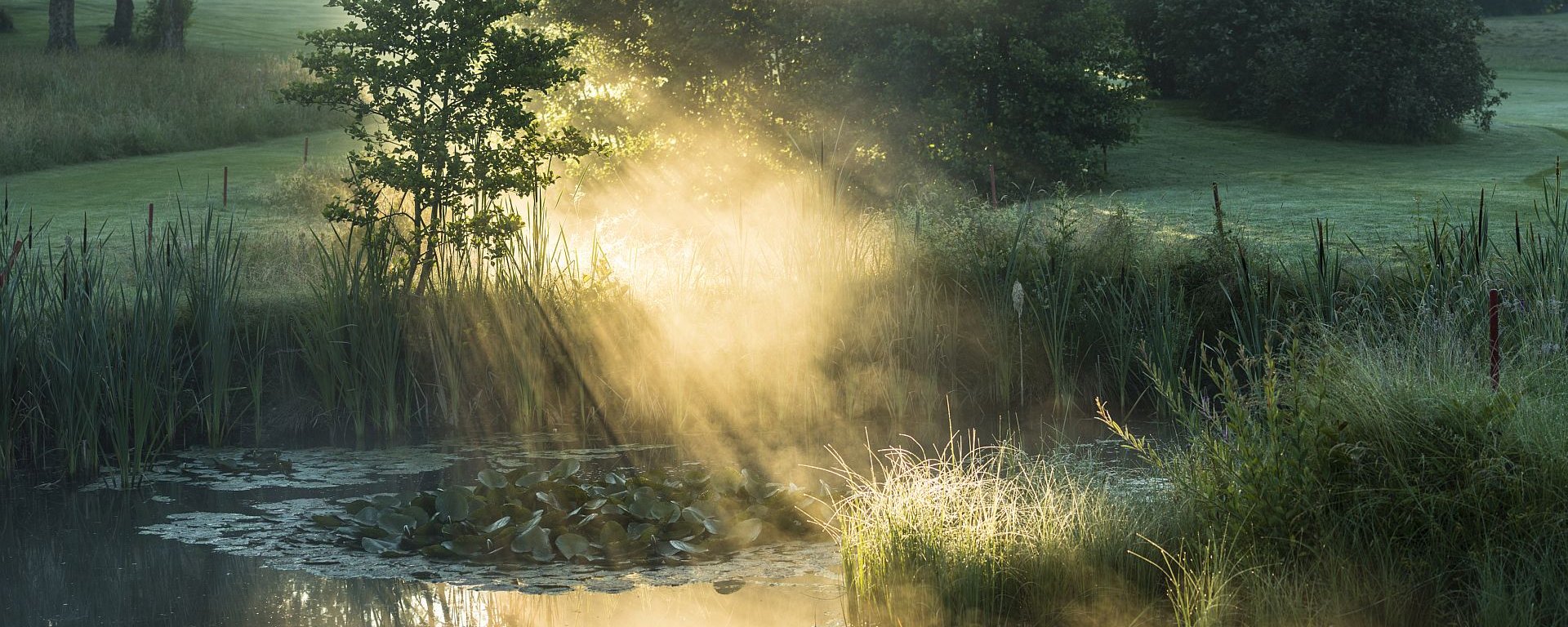 Die Abendsonne bricht durch die umliegenden Büsche und Bäume und wirft ihr warmes Licht auf eine dampfenden, von Gräsern und jungen Bäumen umringten Teich auf dem Gelände des Allgäuer Golf- und Landclub e.V. (Credit: Stefan von Stengel)