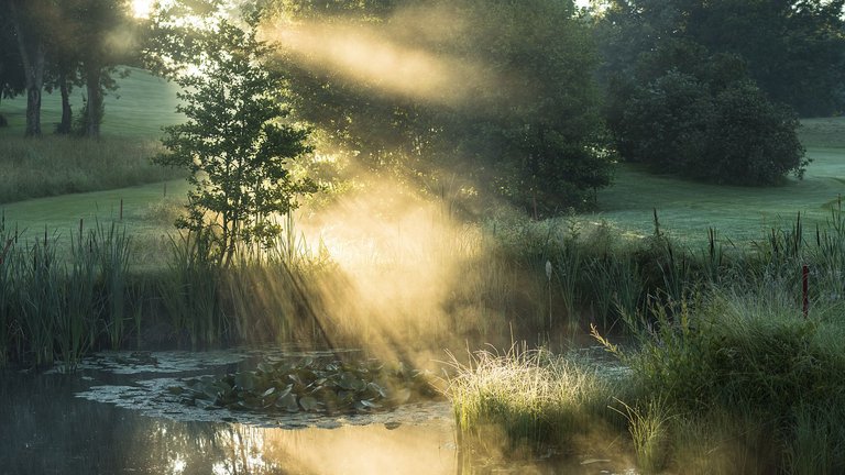 Die Abendsonne bricht durch die umliegenden Büsche und Bäume und wirft ihr warmes Licht auf eine dampfenden, von Gräsern und jungen Bäumen umringten Teich auf dem Gelände des Allgäuer Golf- und Landclub e.V. (Credit: Stefan von Stengel)